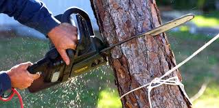 How Our Tree Care Process Works  in Corry, PA